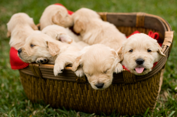 picks of puppies. a basket of puppies you